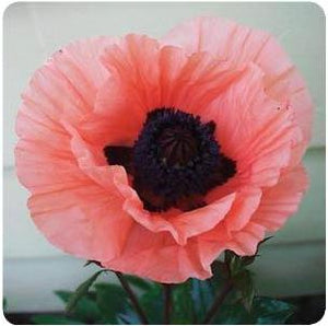 Papaver orientale Princess Victoria Louise Poppy image credit Ball Horticultural Company