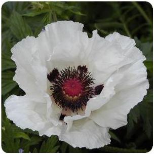 Papaver orientale Royal Wedding Poppy image credit Ball Horticultural Company