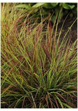 Pennisetum alopecuroides Burgundy Bunny Fountain Grass