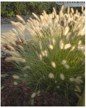 Pennisetum alopecuroides Fountain Grass image credit Walters Gardens Inc