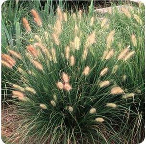 Pennisetum alopecuroides Hameln Fountain Grass image credit Ball Horticultural Company