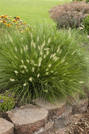 Pennisetum alopecuroides Little Bunny Fountain Grass image credit Photo credit: Walters Gardens Inc.