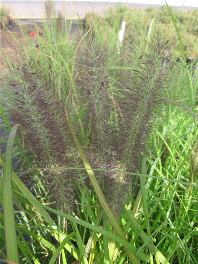 Pennisetum alopecuroides Moudry Fountain Grass image credit Millgrove Perennials