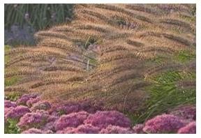 Pennisetum alopecuroides Red Head Fountain Grass image credit Walters Gardens Inc