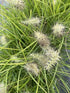 Pennisetum alopecuroides Lumen Gold Fountain Grass Image Credit: Millgrove Perennials