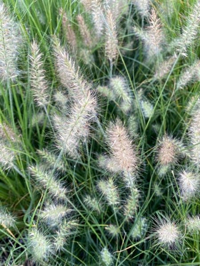 Pennisetum alopecuroides Piglet Fountain Grass Image Credit: Millgrove Perennials