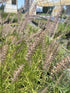 Pennisetum orientale Karley Rose Fountain Grass Image Credit: Millgrove Perennials