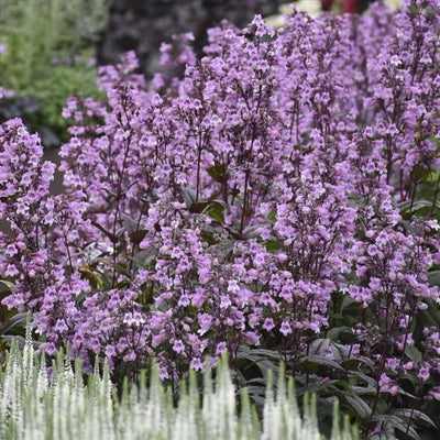 Penstemon hybrid Midnight Masquerade PW Bearded Tongue