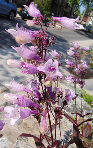 Penstemon hybrid Dark Towers Bearded Tongue Image Credit:Nadiatalent, CC BY-SA 4.0 <https://creativecommons.org/licenses/by-sa/4.0>, via Wikimedia Commons