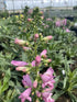 Penstemon schmidel Hot Pink Riding Hood Bearded Tongue Image Credit: Millgrove Perennials