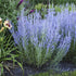 Perovskia atriplicifolia Blue Jean Baby Russian Sage image credit Walters Gardens Inc.