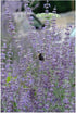 Perovskia atriplicifolia Little Spire Russian Sage image credit Northcreek Nurseries
