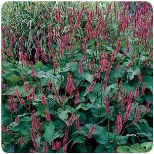 Persicaria amplexicaulis Firetail Fleece Flower image credit Ball Horticultural Company
