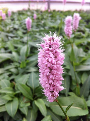 Persicaria bistorta Superba Fleece Flower image credit Millgrove Perennials