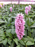 Persicaria bistorta Superba Fleece Flower image credit Millgrove Perennials