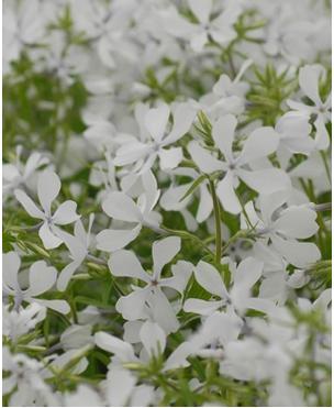 Phlox divaricata Maybreeze Woodland Phlox