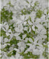 Phlox divaricata Maybreeze Woodland Phlox image credit Northcreek Nurseries