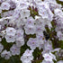 Phlox paniculata Fashionably Early Crystal Garden Phlox image credit Walters Gardens Inc.