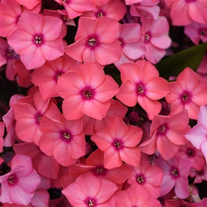 Phlox paniculata Super Ka-Pow Coral Garden Phlox image credit Darwin Perennials