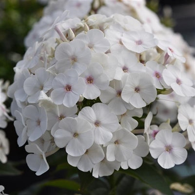 Phlox paniculata Super Ka-Pow White Garden Phlox