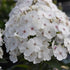 Phlox paniculata Super Ka-Pow White Garden Phlox image credit Darwin Perennials