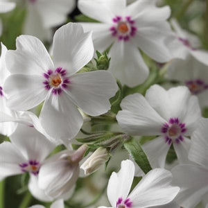 Phlox subulata Amazing Grace Creeping Phlox image credit Ball Horticulture