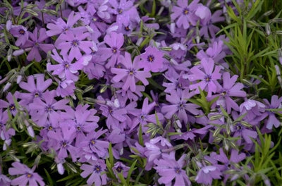 Phlox subulata Purple Beauty Creeping Phlox