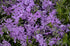 Phlox subulata Purple Beauty Creeping Phlox image credit Ball Horitculture