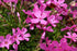 Phlox subulata Emerald Pink Creeping Phlox Image Credit: Photo by David J. Stang, CC BY-SA 4.0 <https://creativecommons.org/licenses/by-sa/4.0>, via Wikimedia Commons