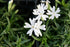 Phlox subulata Snowflake Creeping Phlox Image Credit: Photo by David J. Stang, CC BY-SA 4.0 <https://creativecommons.org/licenses/by-sa/4.0>, via Wikimedia Commons