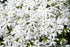 Phlox subulata Snowflake Creeping Phlox Image Credit: Photo by David J. Stang, CC BY-SA 4.0 <https://creativecommons.org/licenses/by-sa/4.0>, via Wikimedia Commons
