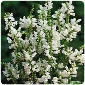 Physostegia virginiana Crown White Obedient Plant image credit Ball Horticultural Company
