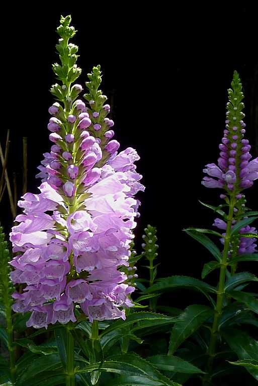 Physostegia virginiana Crown Rose Obedient Plant (Rosea) Image Credit: Jamain, CC BY-SA 3.0 <https://creativecommons.org/licenses/by-sa/3.0>, via Wikimedia Commons