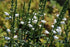 Physostegia virginiana Miss Manners Obedient Plant Image Credit: Photo by David J. Stang, CC BY-SA 4.0 <https://creativecommons.org/licenses/by-sa/4.0>, via Wikimedia Commons