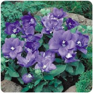 Platycodon grandiflorus Astra Semi-Double Blue Balloon Flower Image Credit: Ball Horticultural Company