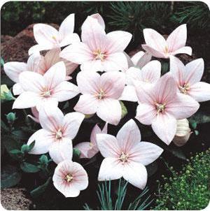 Platycodon grandiflorus Astra Semi-Double Pink Balloon Flower Image Credit: Ball Horticultural Company