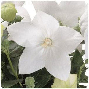 Platycodon grandiflorus Astra Semi-Double White Balloon Flower Image Credit: Ball Horticultural Company