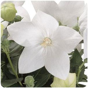 Platycodon grandiflorus Astra Semi-Double White Balloon Flower