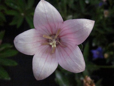Platycodon grandiflorus Astra Semi-Double Pink Balloon Flower Image Credit: Millgrove Perennials