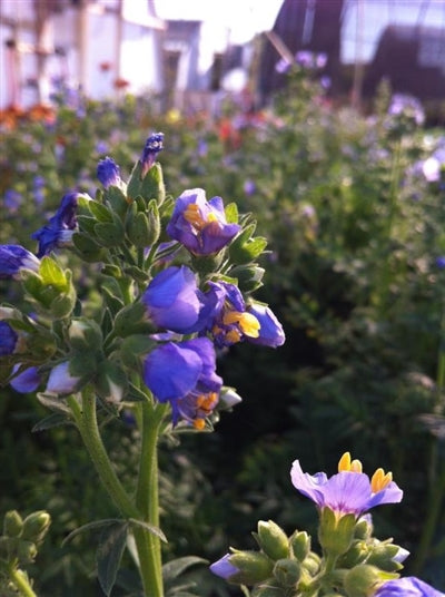 Polemonium boreale Heavenly Habit Jacob's Ladder