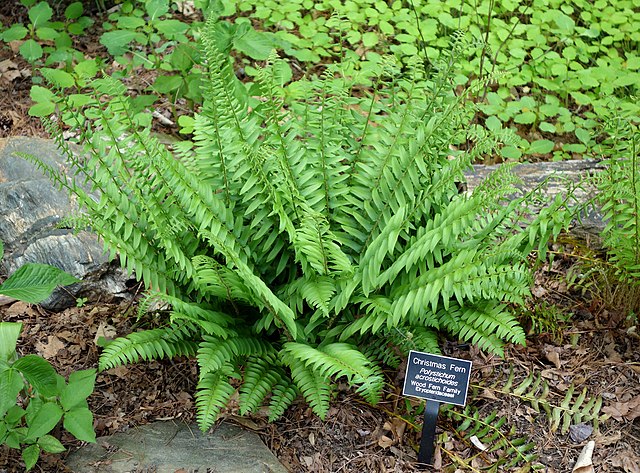 Polystichum acrostichoides Christmas Fern Image Credit:  Daderot, uploaded: Super-Wiki-Patrool (image optimization, removal of excess fields), CC0, via Wikimedia Commons