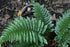 Polystichum polyblepharum Tassel Fern Image Credit: Photo by David J. Stang, CC BY-SA 4.0 <https://creativecommons.org/licenses/by-sa/4.0>, via Wikimedia Commons