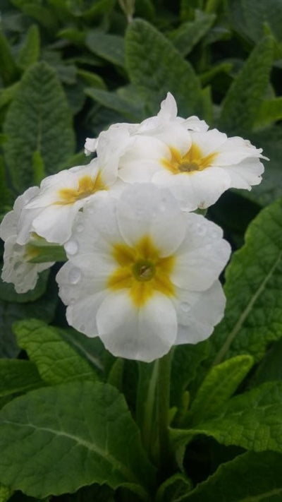 Primula elatior Crescendo Pure White Primrose image credit Millgrove Perennials