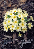 Primula vulgaris Primrose image credit: Jelitto Seed