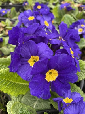 Primula elatior Crescendo Blue shades Primrose Image Credit: Millgrove Perennials