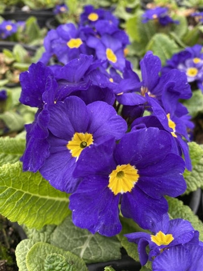 Primula elatior Crescendo Blue shades Primrose