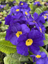 Primula elatior Crescendo Blue shades Primrose Image Credit: Millgrove Perennials