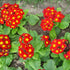 Primula elatior Crescendo Bright Red Primrose Image Credit: Image is cropped, David Monniaux, CC BY-SA 3.0 <http://creativecommons.org/licenses/by-sa/3.0/>, via Wikimedia Commons
