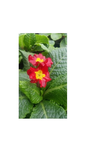 Primula elatior Crescendo Bright Red Primrose Image Credit: Millgrove Perennials