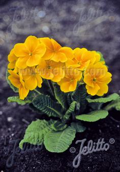 Primula elatior Crescendo Golden Primrose Image Credit: Jelitto Seed